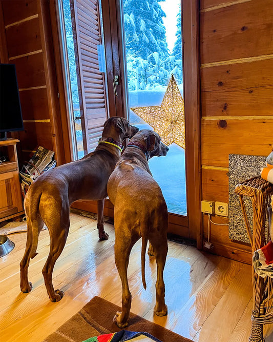 Zwei braune Hunde stehen in einer Holzhütte am Fenster und schauen hinaus auf einen großen, leuchtenden Weihnachtsstern im verschneiten Garten.